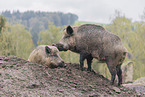 Wildschwein