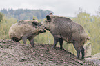 Wildschwein