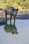Wildschwein