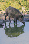 Wildschwein