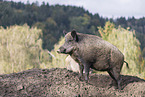 Wildschwein