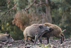 Wildschwein
