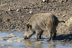 Wildschwein