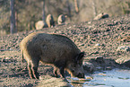 Wildschwein