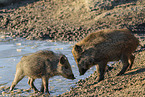 Wildschwein