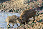 Wildschwein