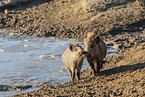 Wildschwein
