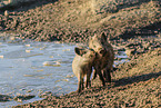 Wildschwein