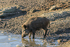 Wildschwein