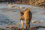 Wildschwein