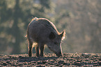 Wildschwein