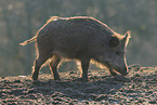 Wildschwein