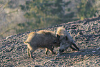 Wildschwein