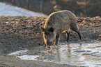 Wildschwein