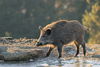 Wildschwein