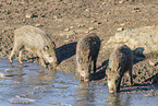 Wildschwein