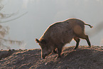 Wildschwein
