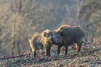 Wildschwein