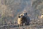Wildschwein