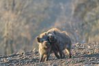 Wildschwein