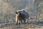 Wildschwein