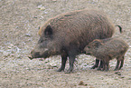 Wildschwein