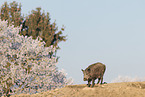 Wildschwein