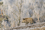 Wildschwein