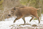 Wildschwein