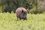 Wildschwein