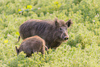 Wildschwein