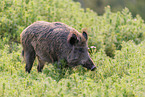 Wildschwein