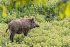 Wildschwein