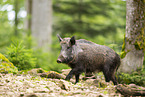 Wildschwein