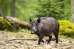 Wildschwein