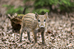 Wildschwein