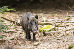Wildschwein