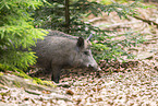 Wildschwein