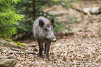 Wildschwein