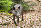 Wildschwein