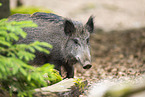 Wildschwein