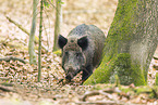 Wildschwein