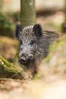 Wildschwein