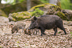 Wildschwein