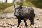 Wildschwein