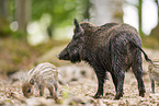 Wildschwein