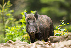 Wildschwein