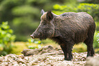 Wildschwein