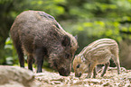 Wildschwein