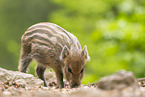 Wildschwein